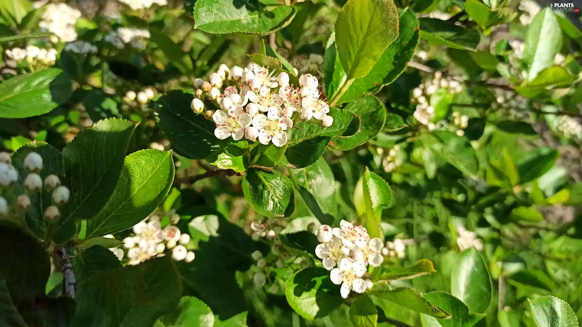 green ones, Leaf, White, Flowers, Bush