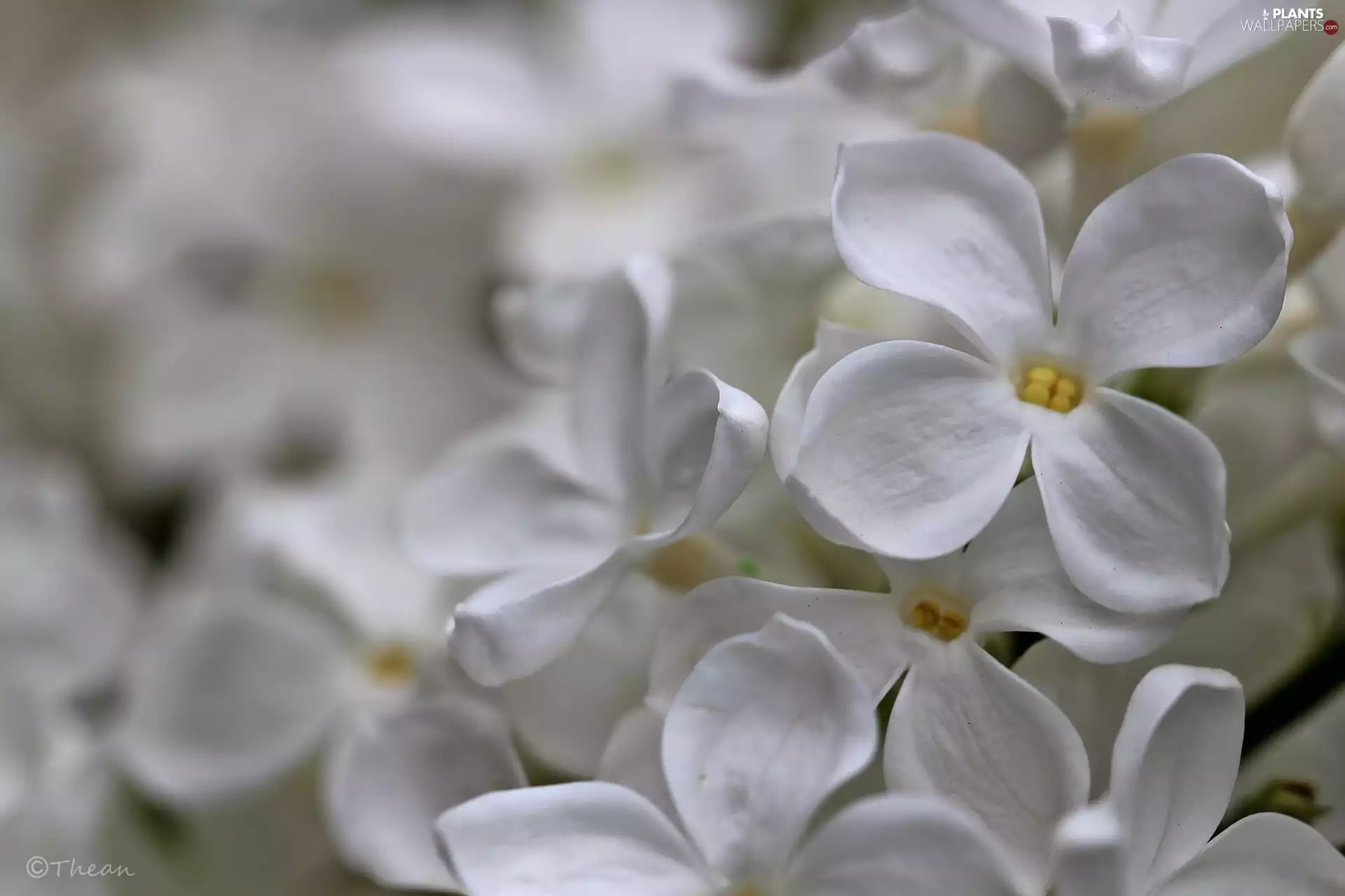 White, without, Bush