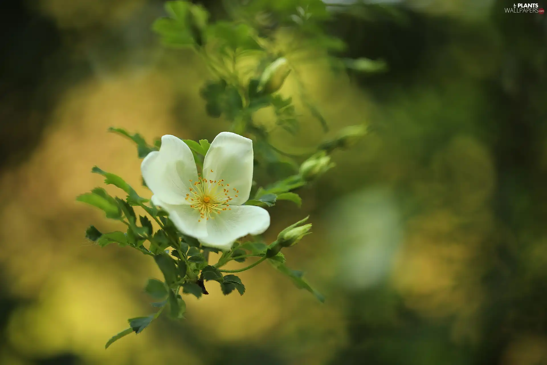 Colourfull Flowers, Briar, White