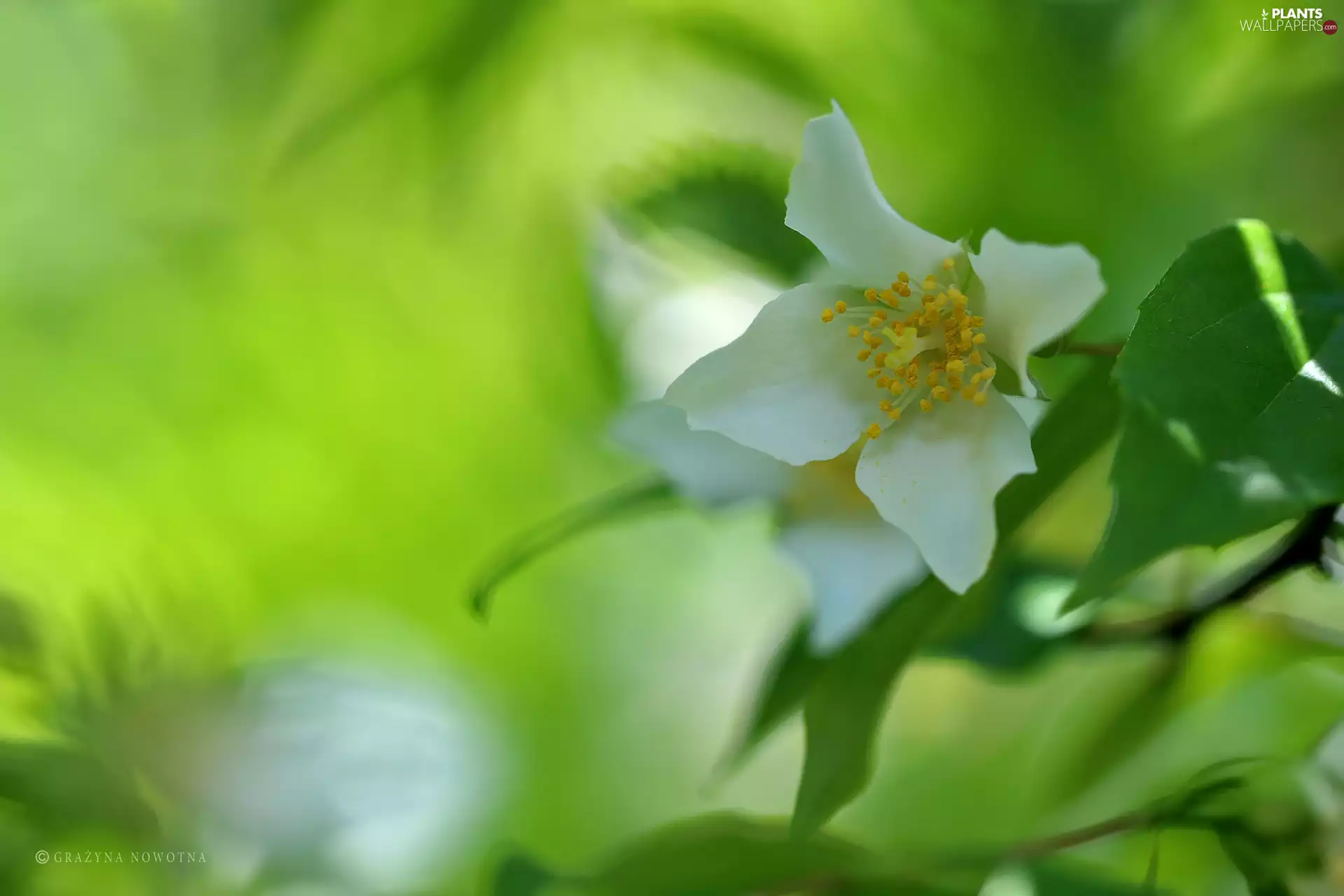 jasmine, White, Colourfull Flowers, Bush