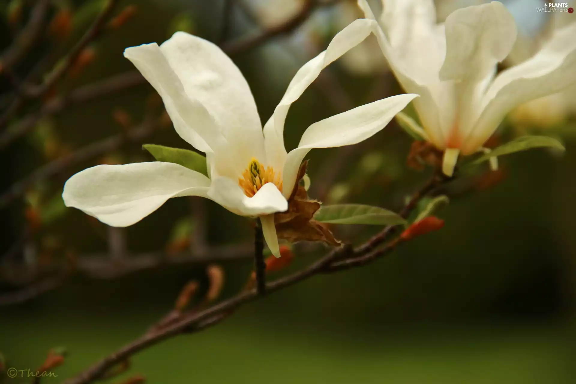 Magnolia, White, Colourfull Flowers, Japanese