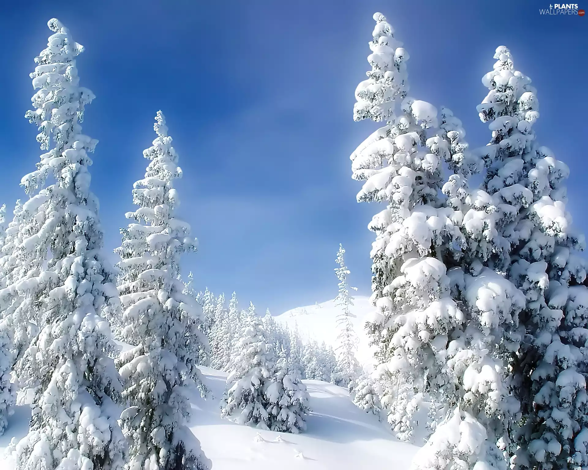 Spruces, White, drifts, snow, winter