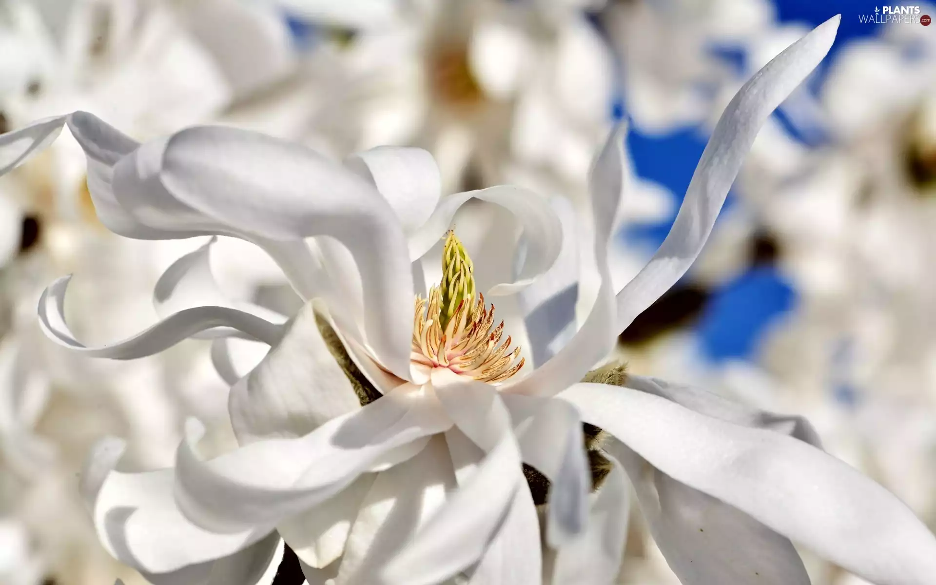 White, Colourfull Flowers