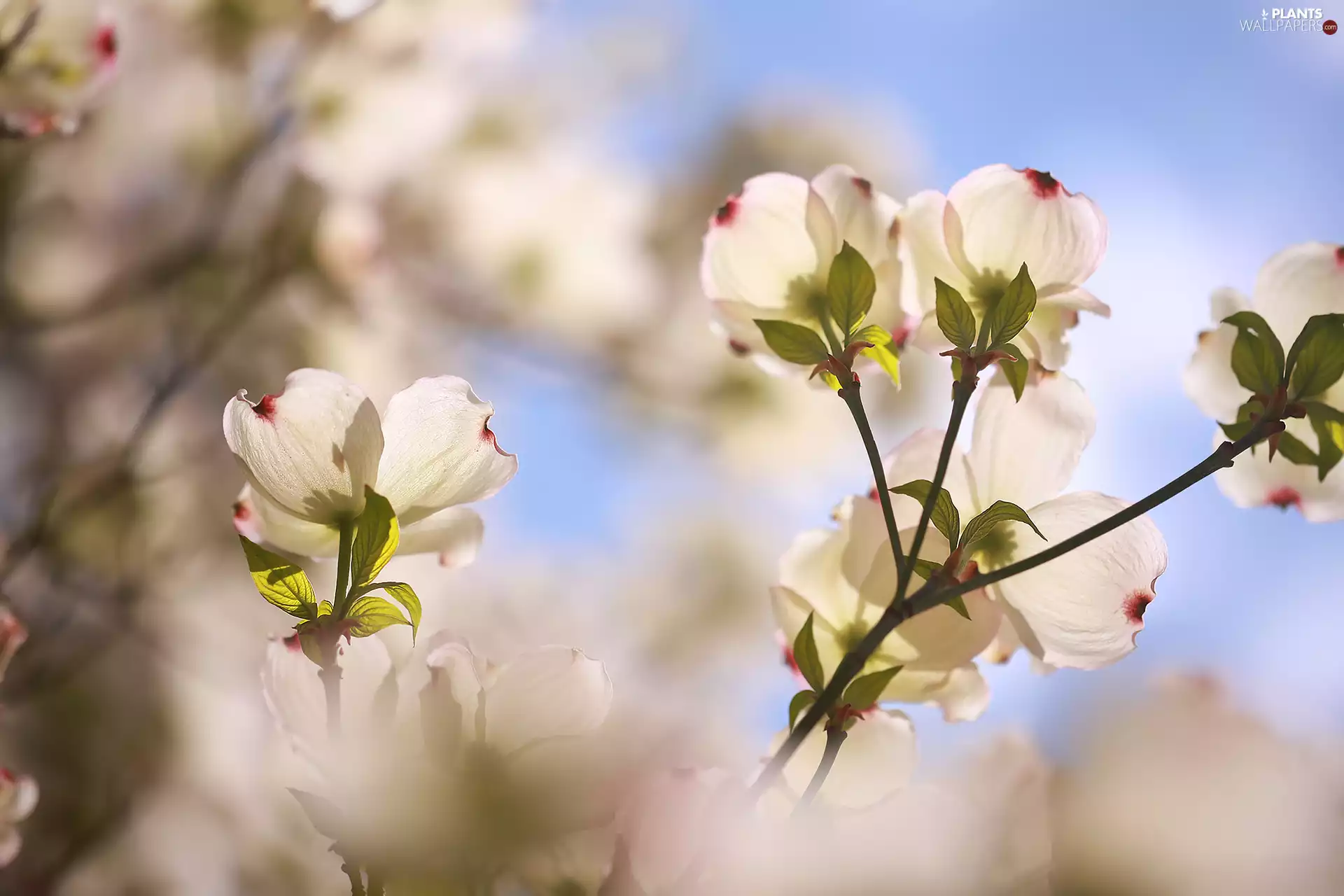 Flowers, Flowering Dogwood, White