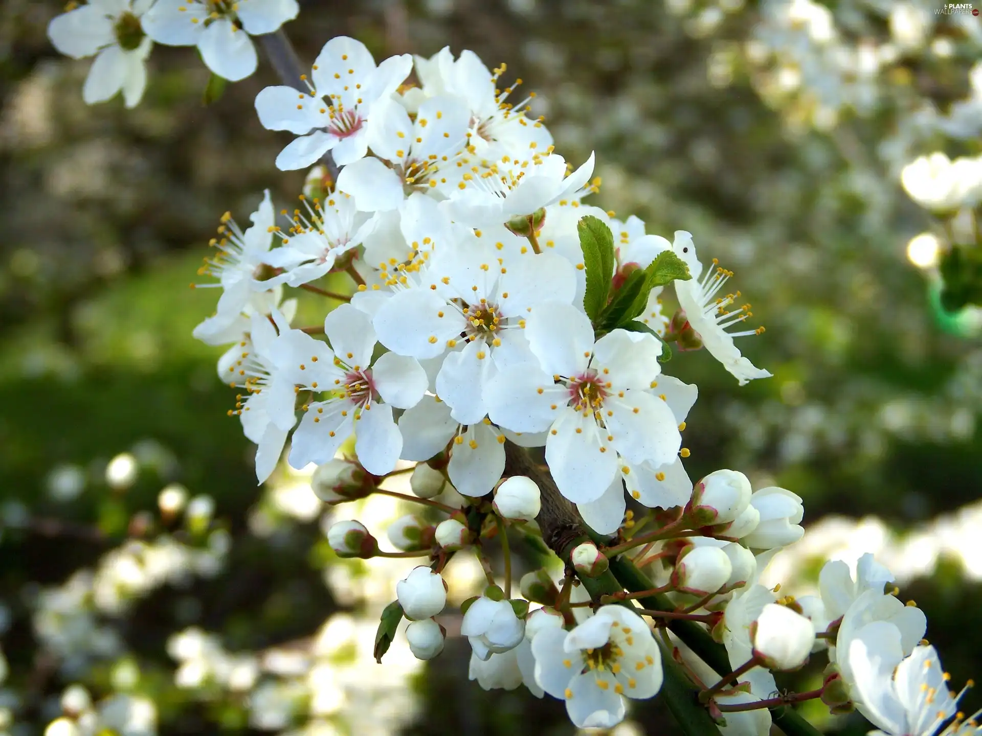 White, Flowers, trees, fruit, flourishing