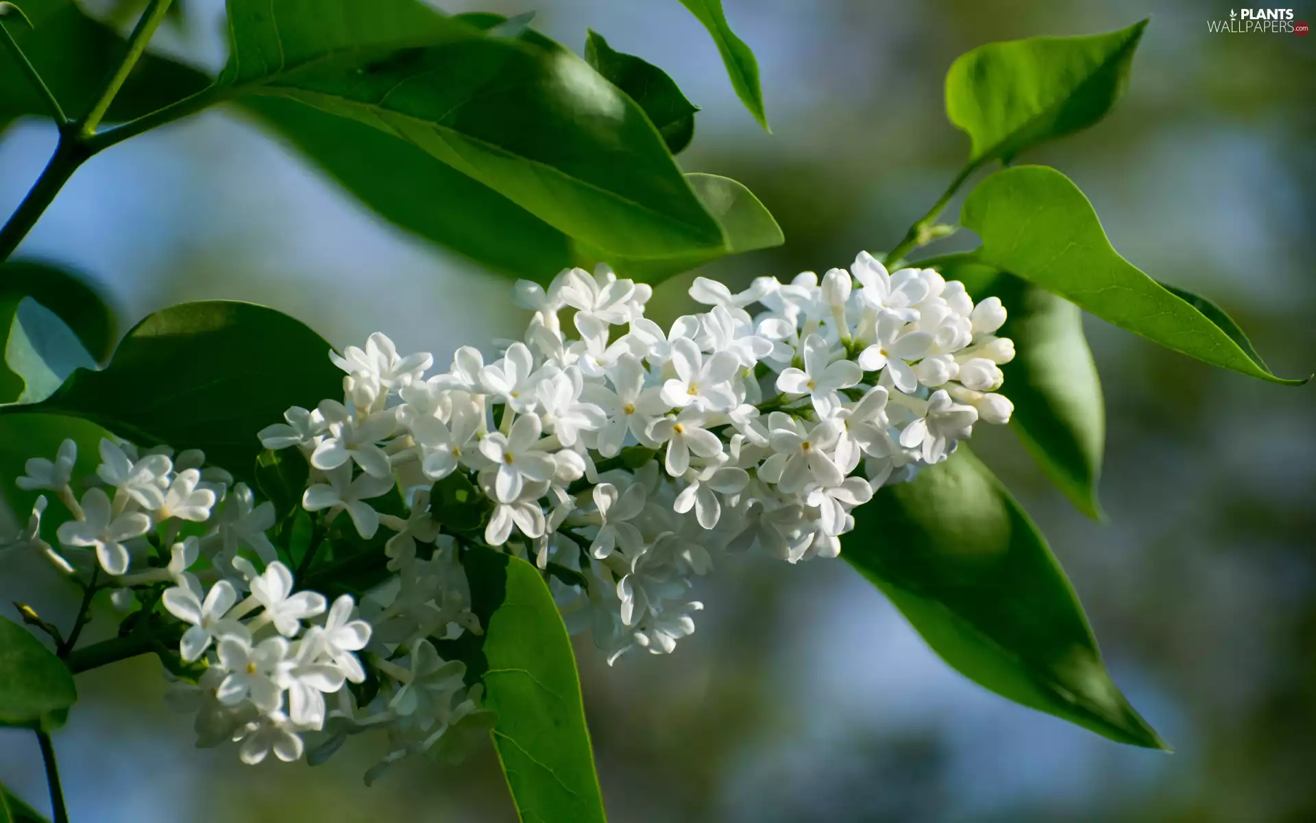 Flowers, without, Leaf, White