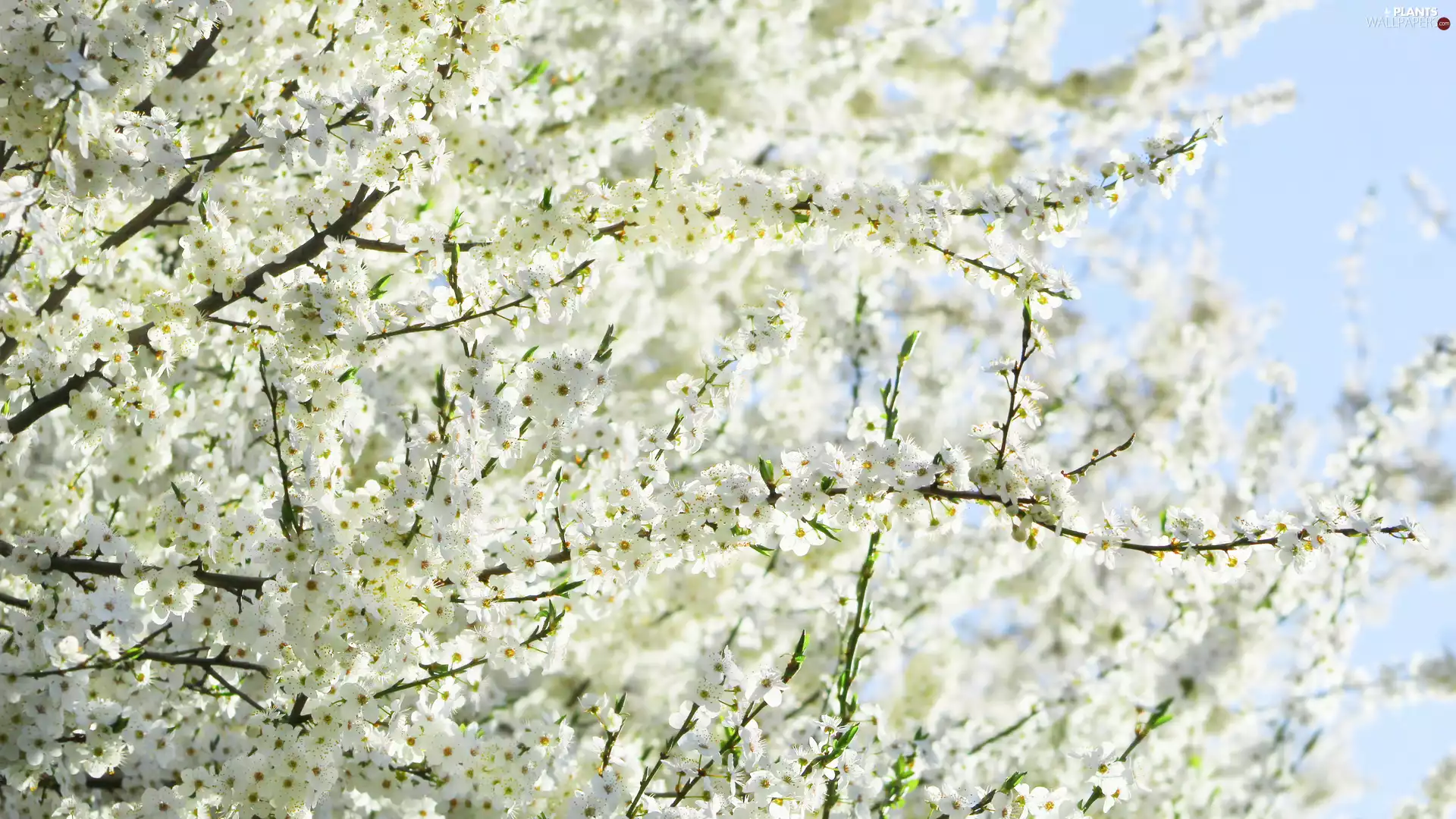 flourishing, White, Flowers, Fruit Tree