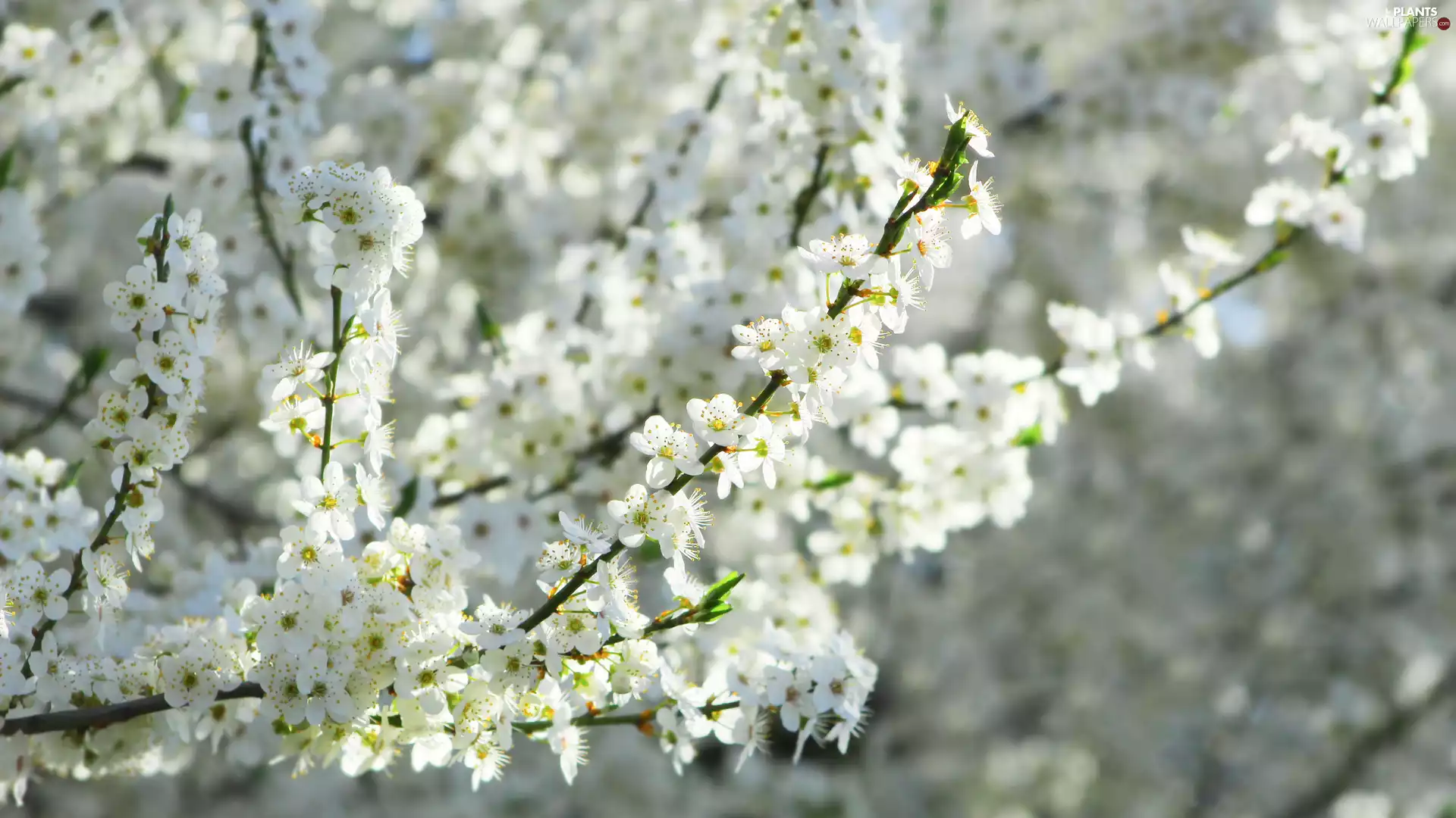 flourishing, White, Flowers, Fruit Tree