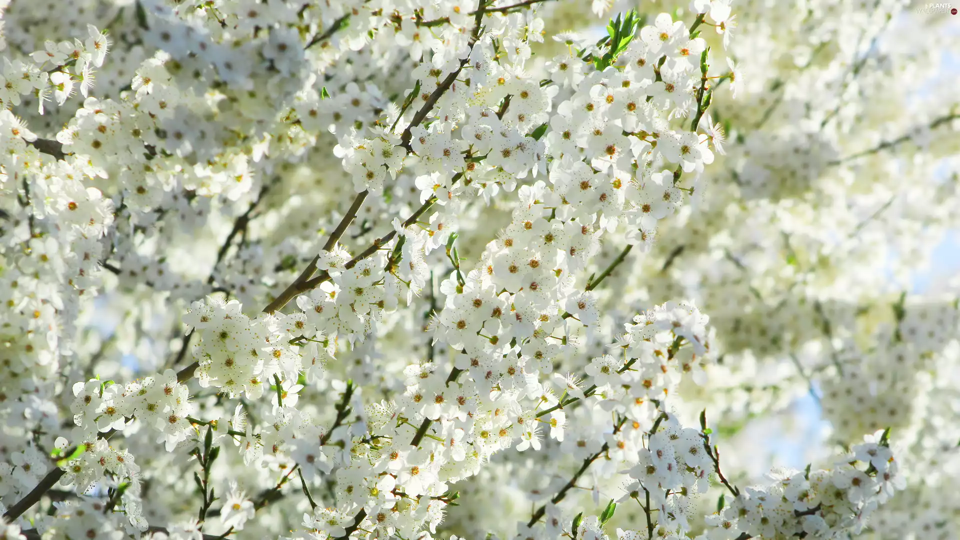 flourishing, White, Flowers, Fruit Tree