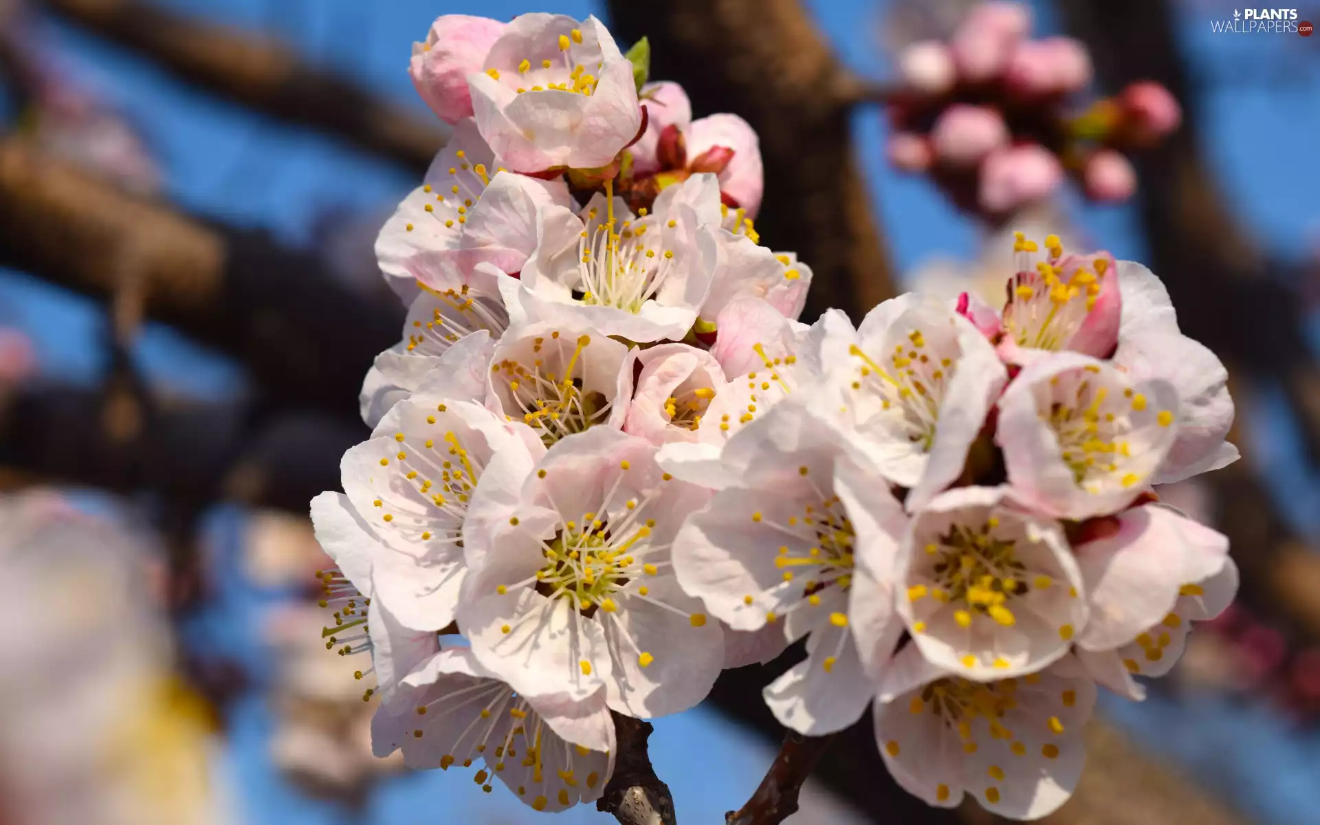 Twigs, White, Flowers, Fruit Tree