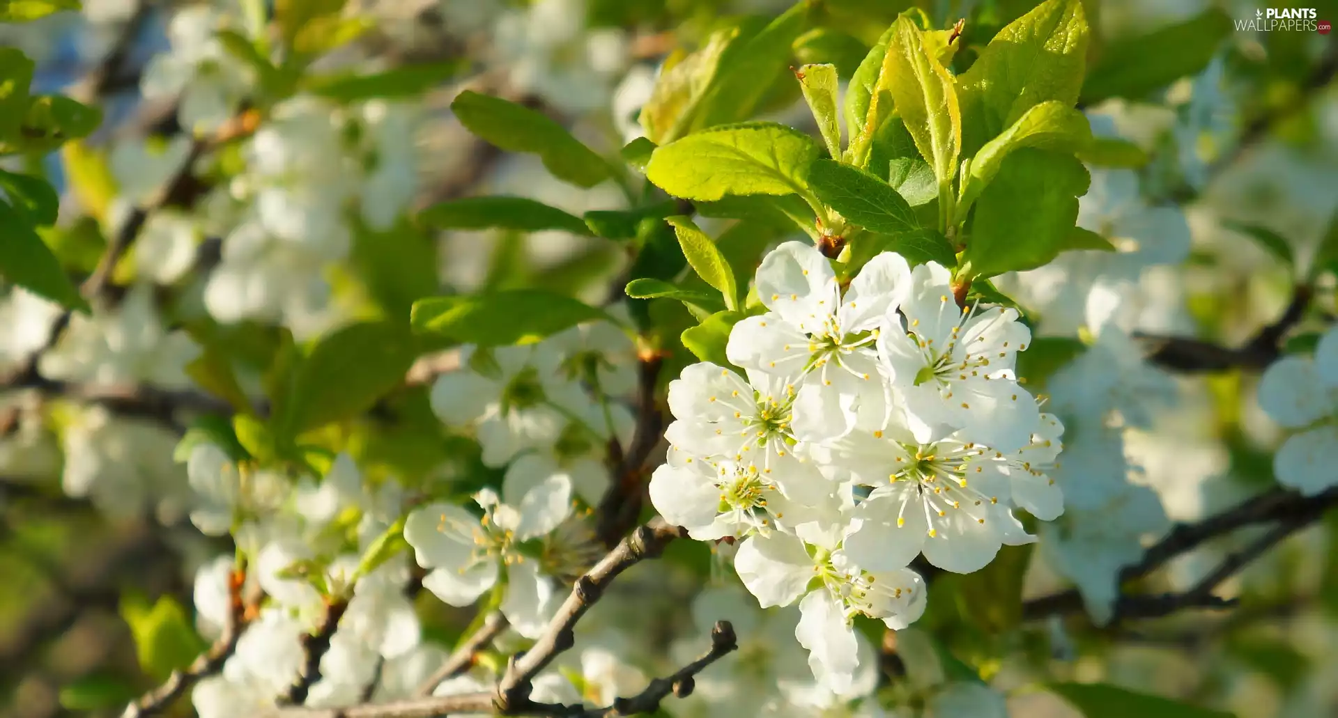 Twigs, White, Flowers, Fruit Tree