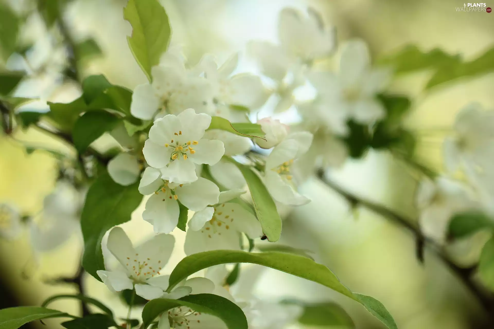 Flowers, Fruit Tree, White