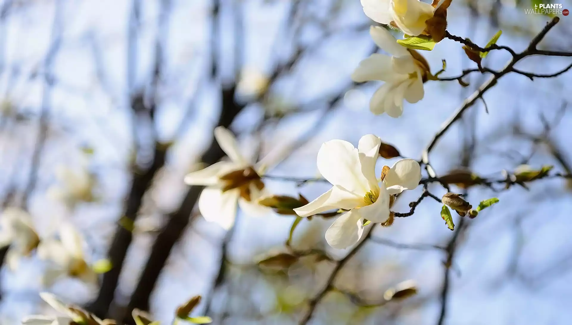 Flowers, Magnolias, Twigs, White