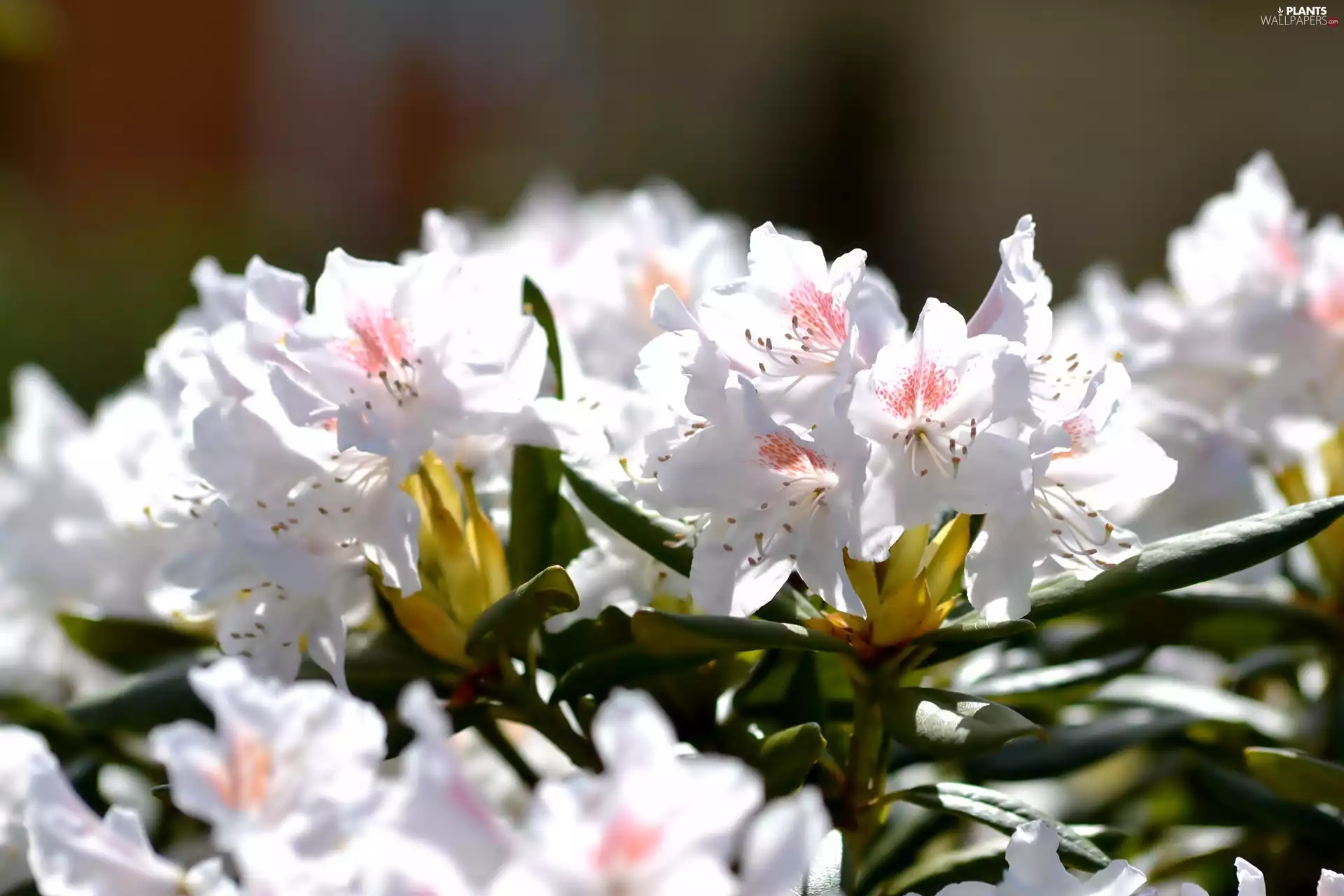 White, Flowers