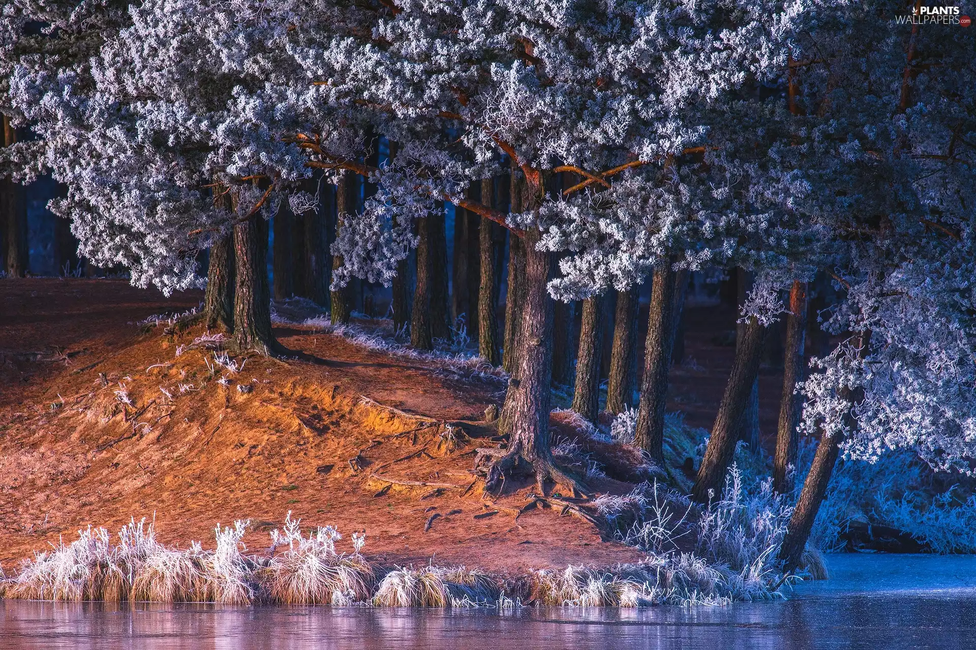 White frost, River, grass, frosty, viewes, forest, winter, trees