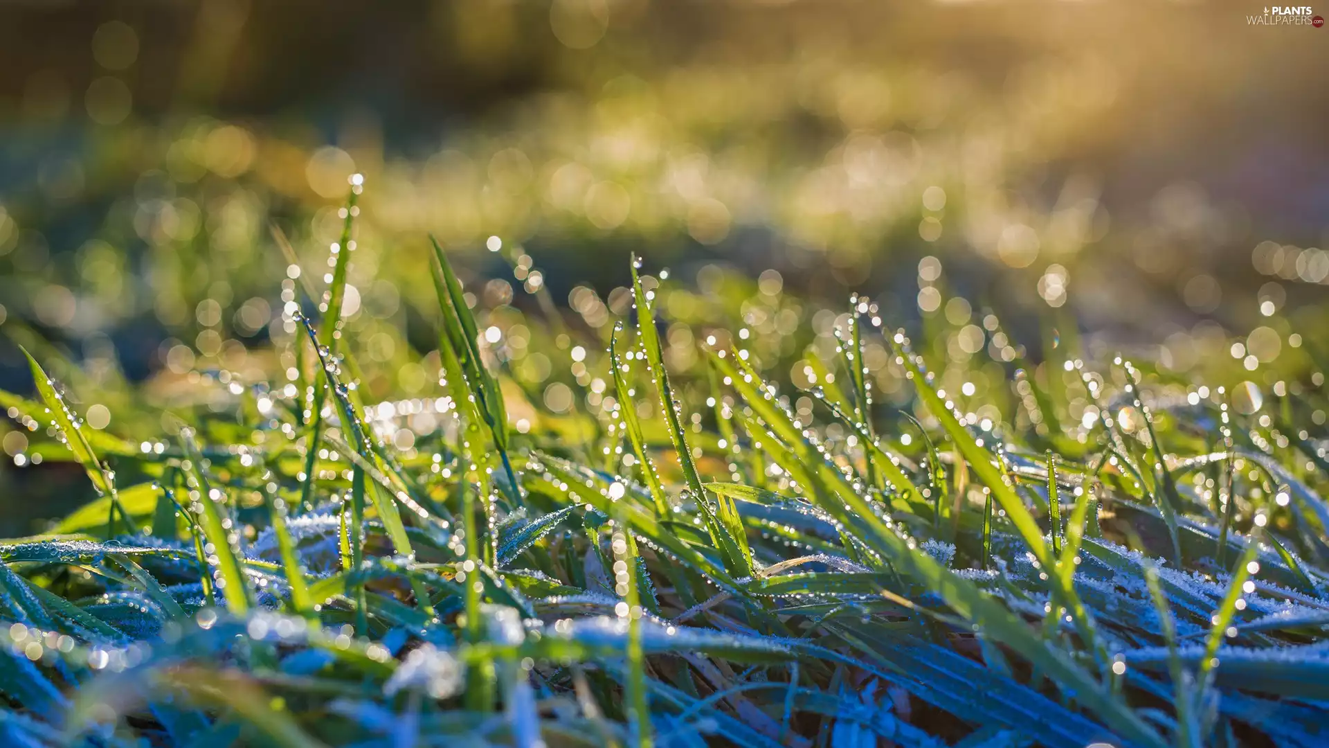 grass, White frost, Bokeh, drops