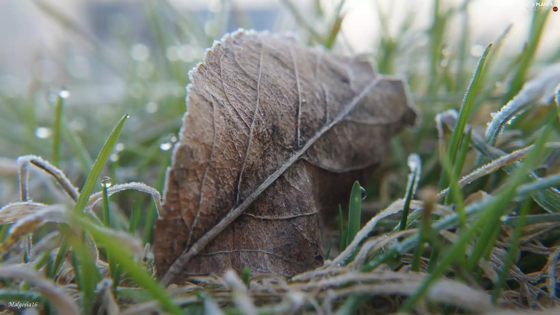 withered, White frost, grass, leaf