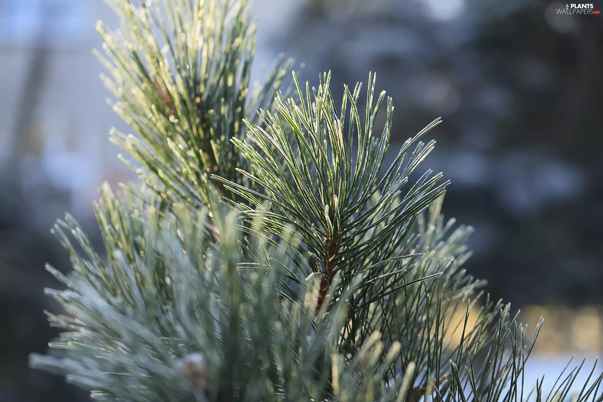 frozen, White frost, pine, twig