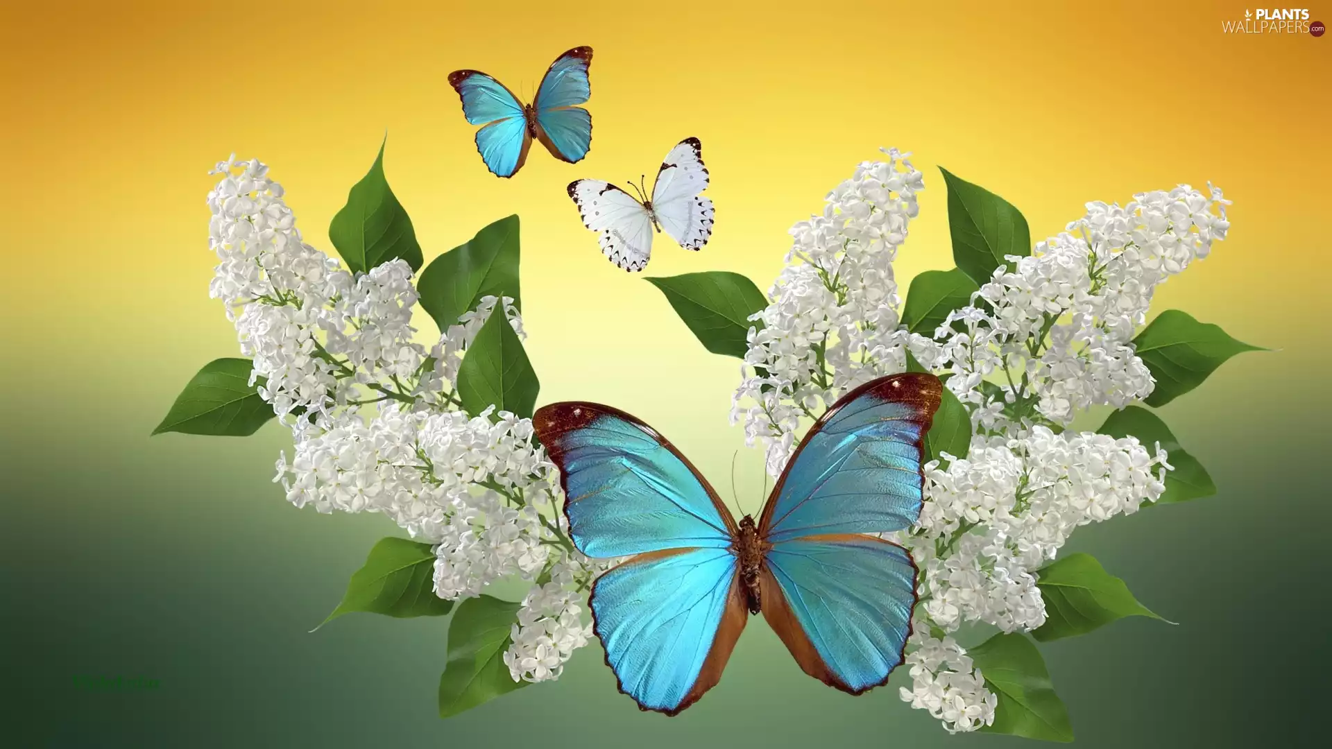 graphics, without, butterflies, White