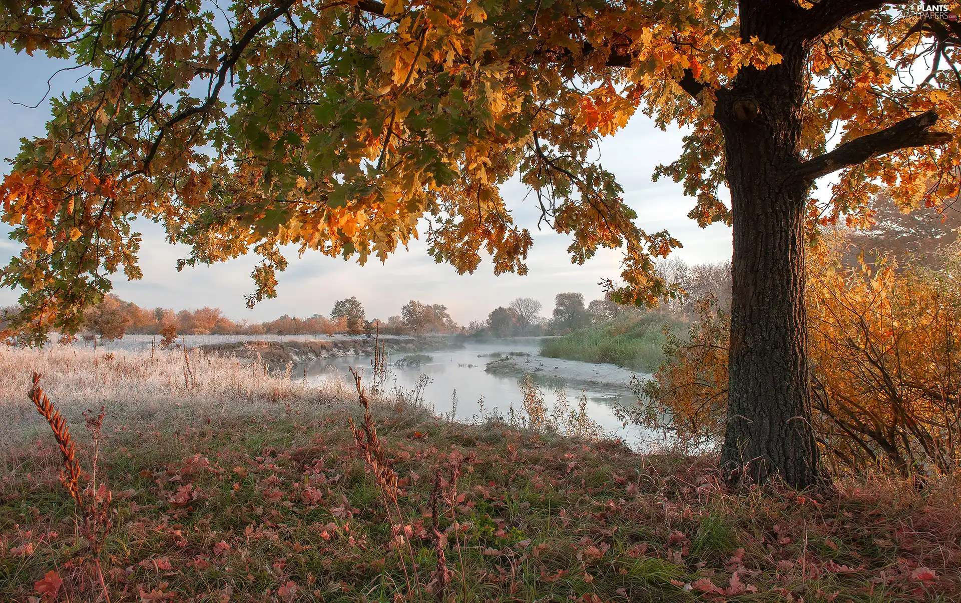 trees, autumn, grass, White frost, oak, River