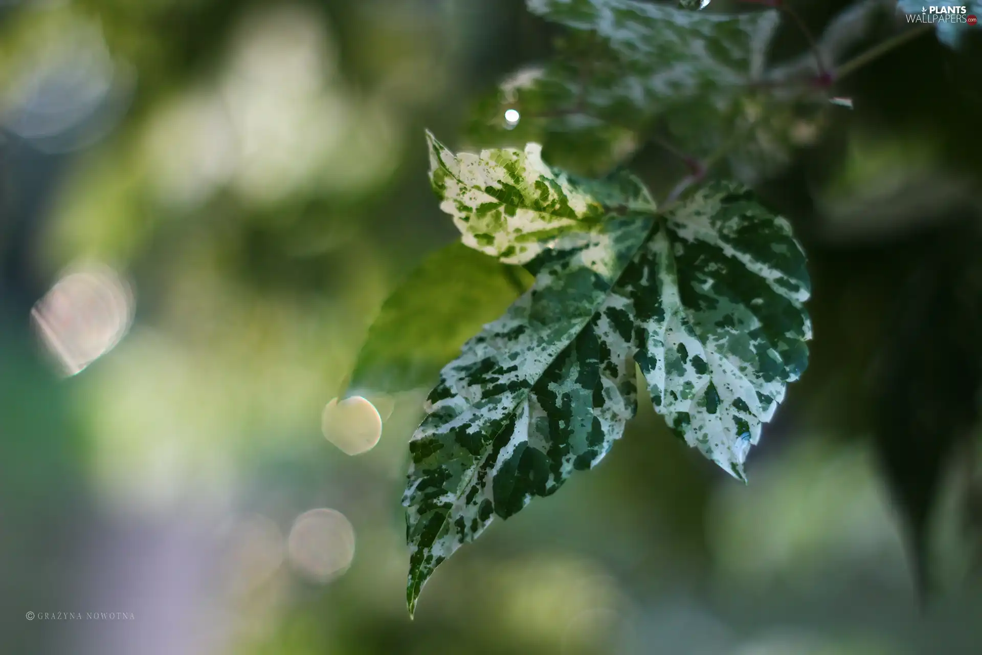 White, leaf, green