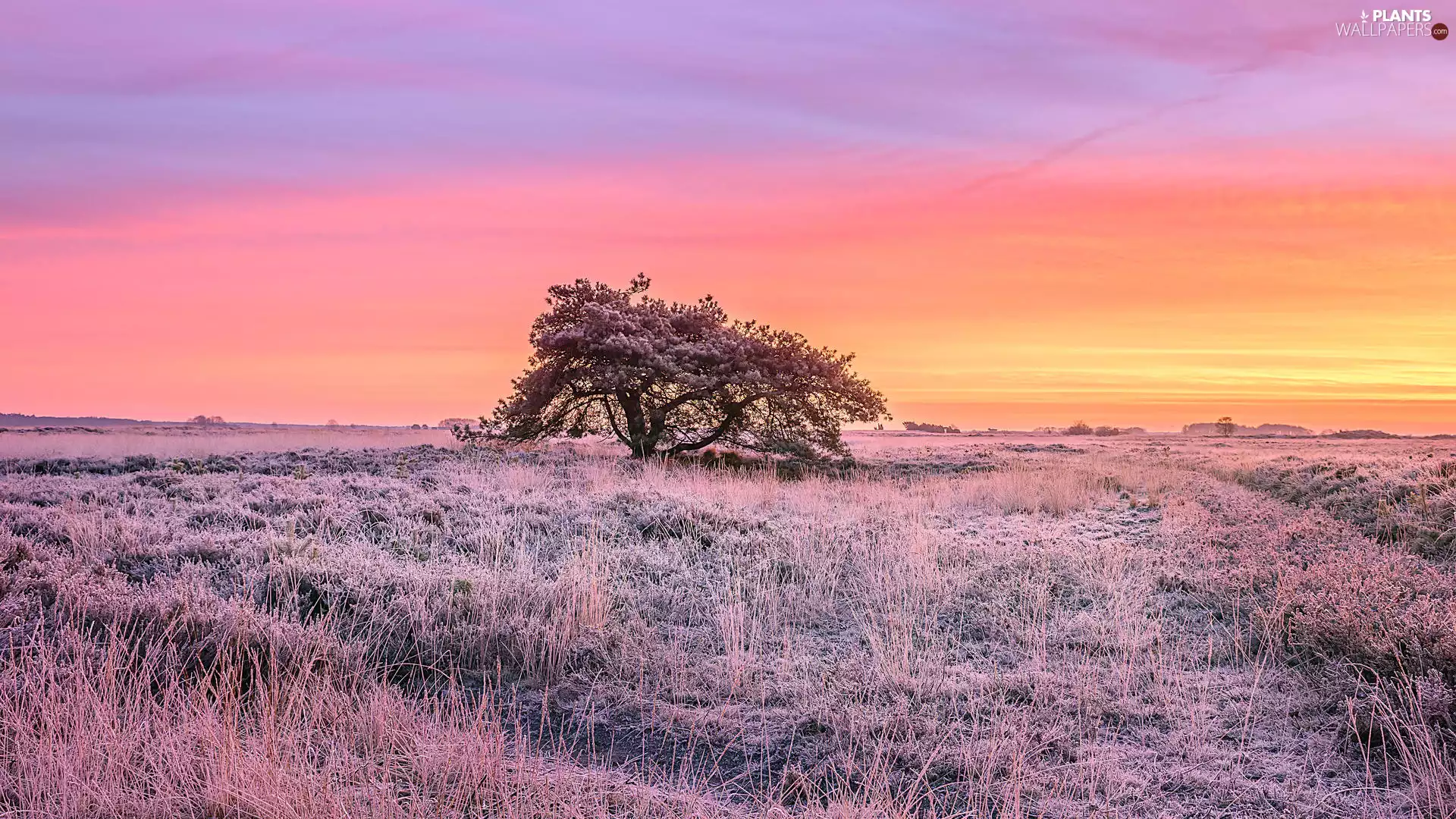 Great Sunsets, trees, White frost, heath