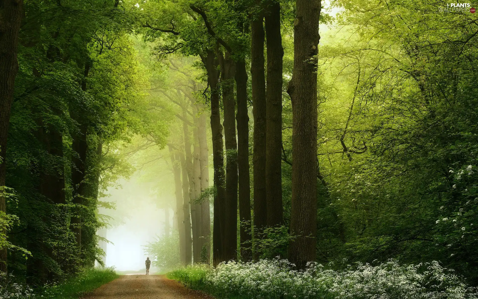 viewes, Way, Human, Flowers, Spring, trees, forest, White