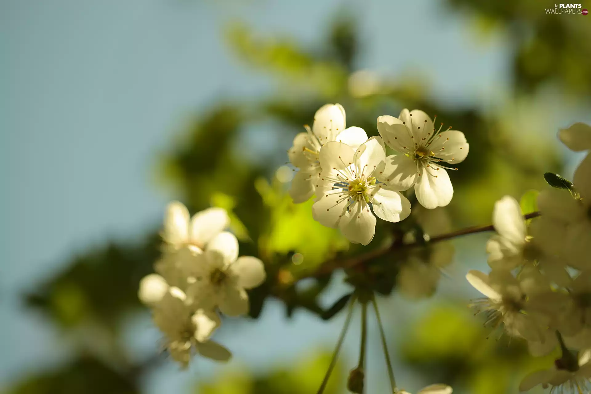 Fruit Tree, twig, White, Flowers, illuminated