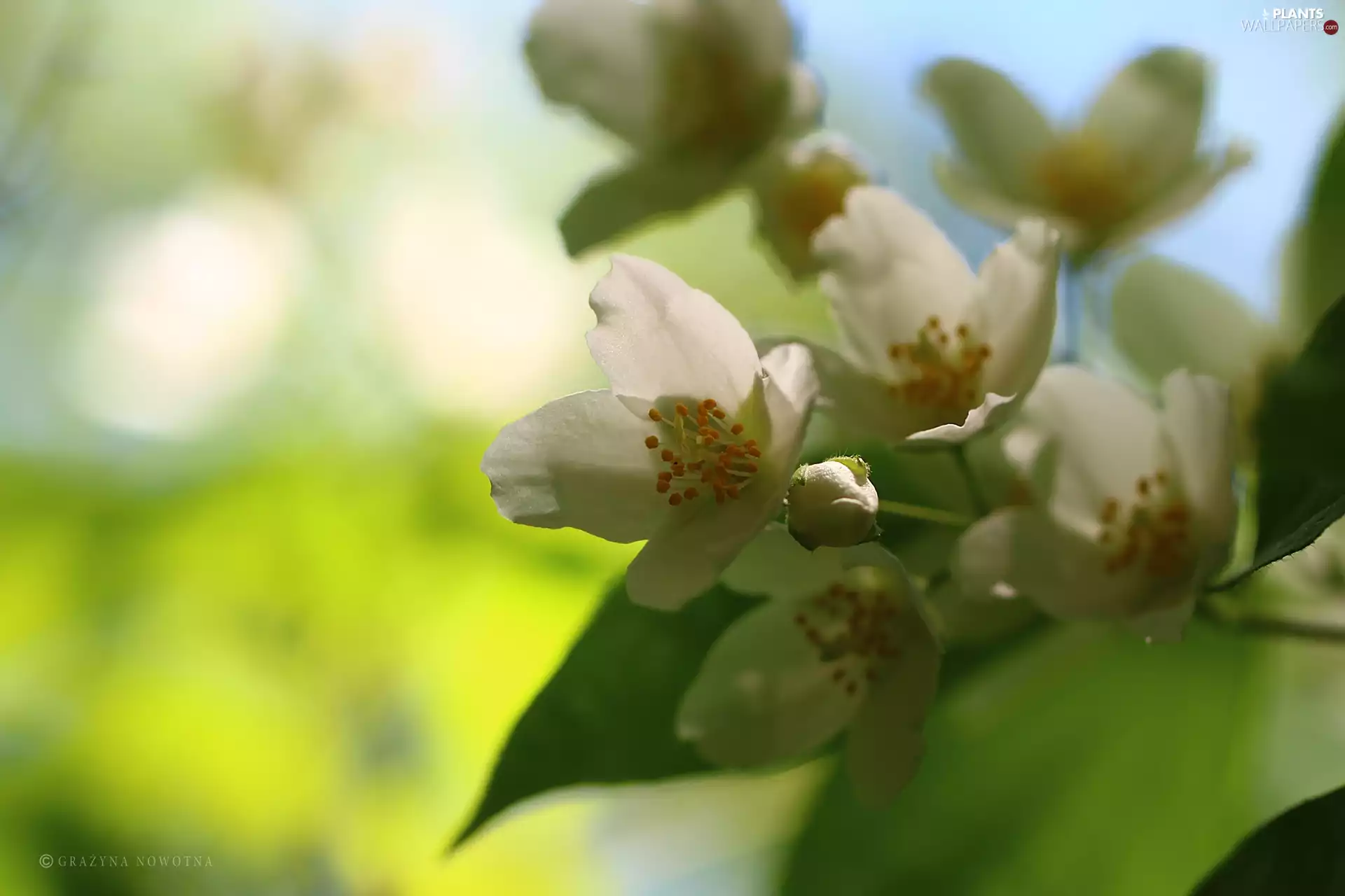 jasmine, Flowers, Bush, White