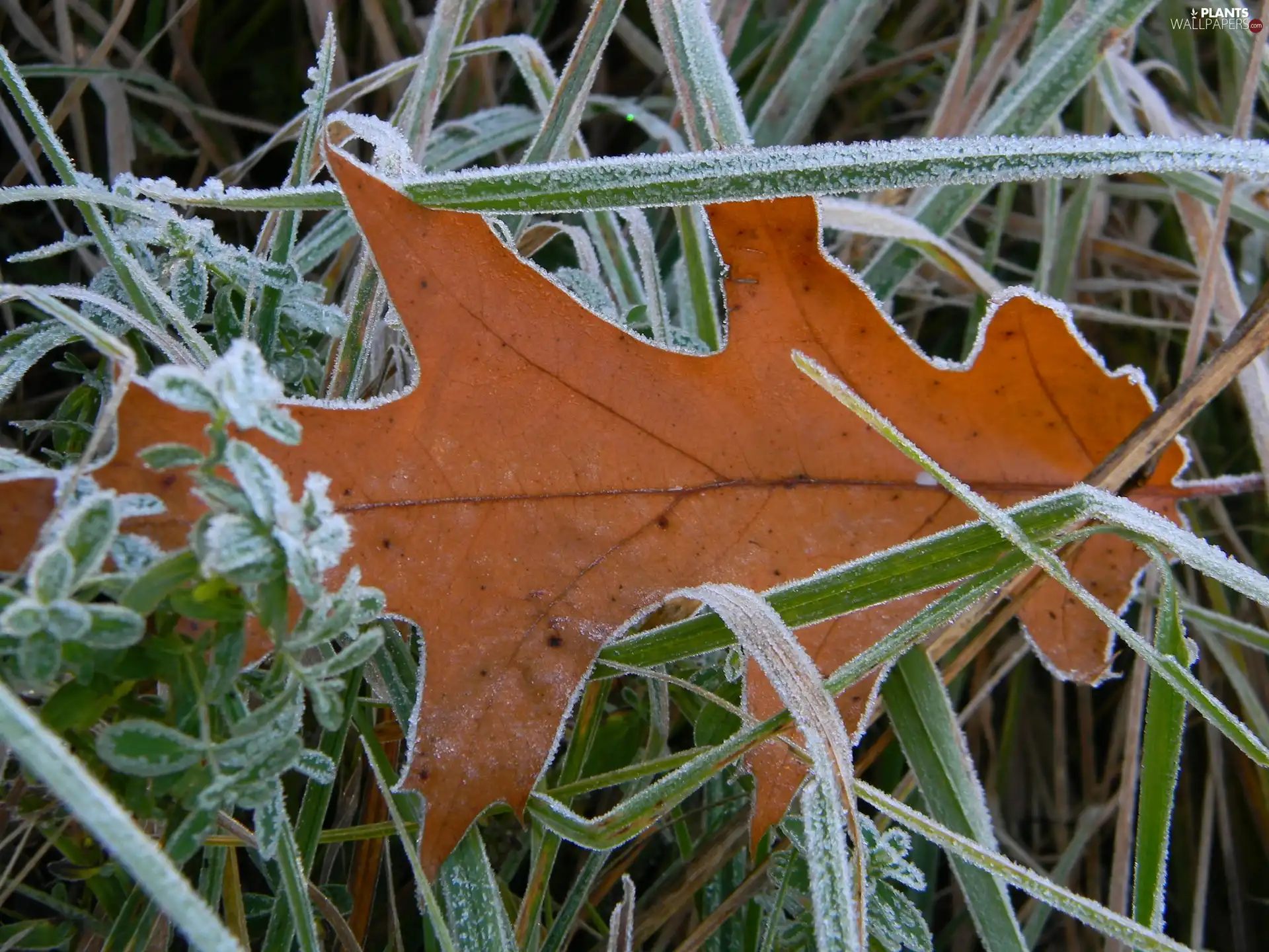 leaf, autumn, White frost, oak