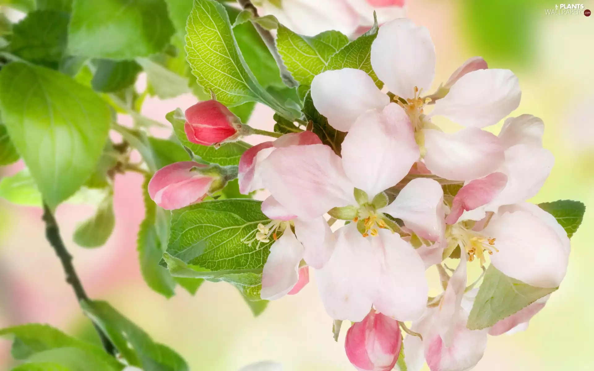 white and pink, Fruit Tree, Buds, Leaf, Flowers, twig
