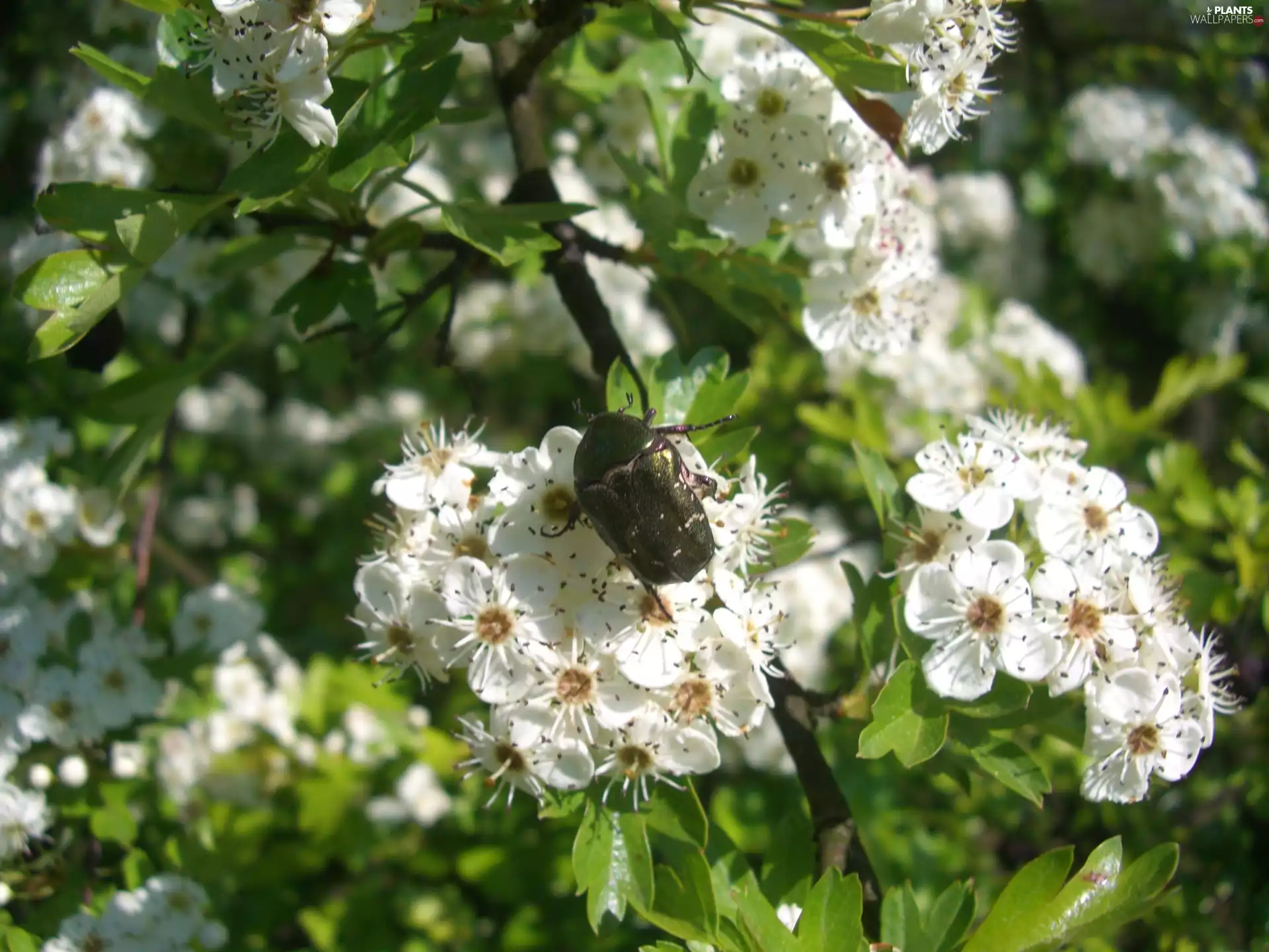 Flowers, Bush, leaves, White, haw, cockchafer, twig