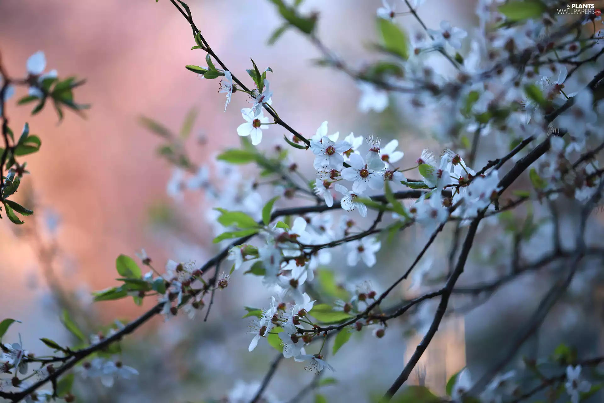 Flowers, Twigs, leaves, Fruit Tree, green ones, White
