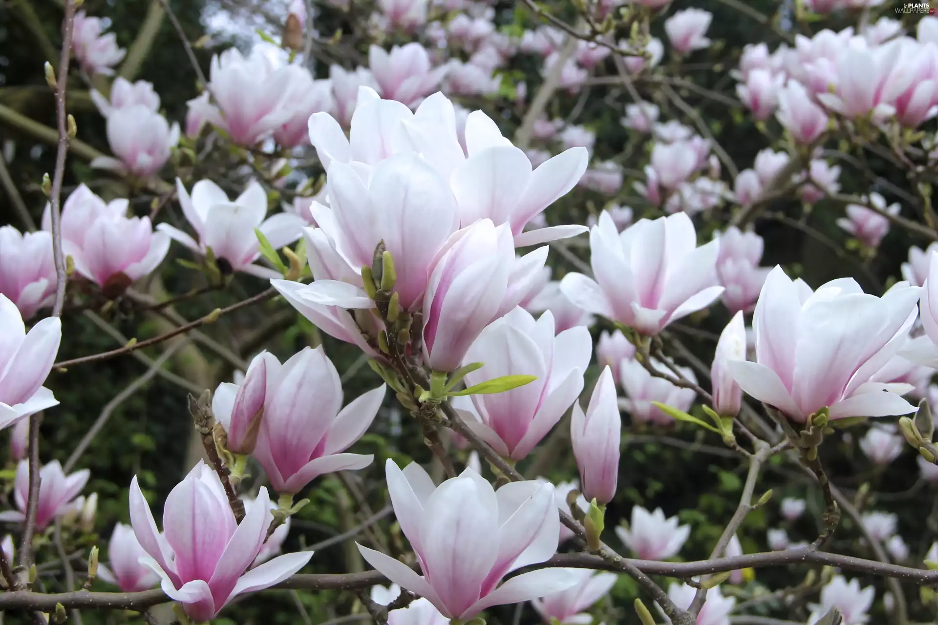 Magnolia, Pink and White