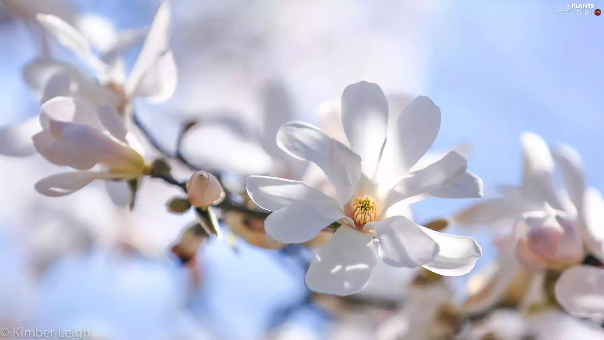 Magnolia, twig, blur, White