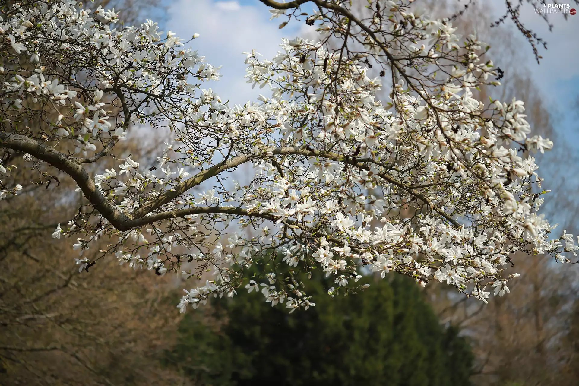 Magnolia, Flowers, trees, White
