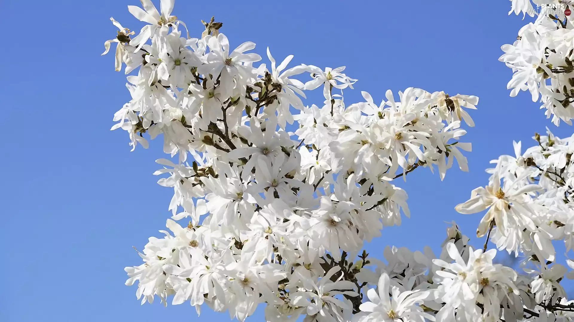 Magnolia, Flowers, Twigs, White