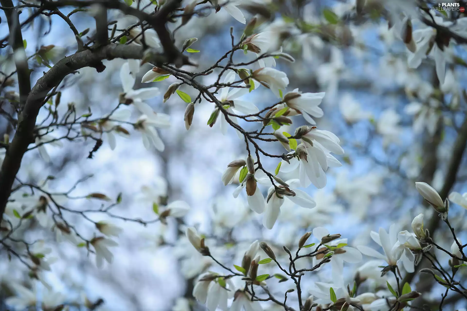 White, Magnolias