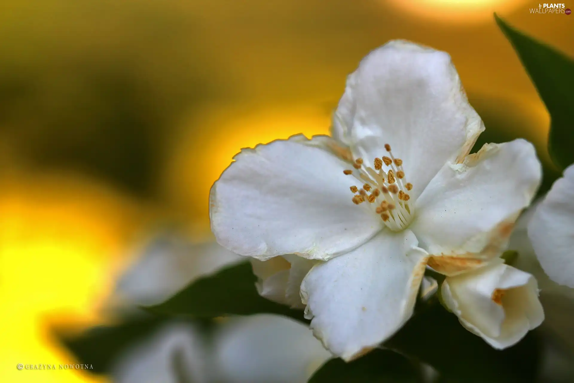 Flowers, Mock Orange, White