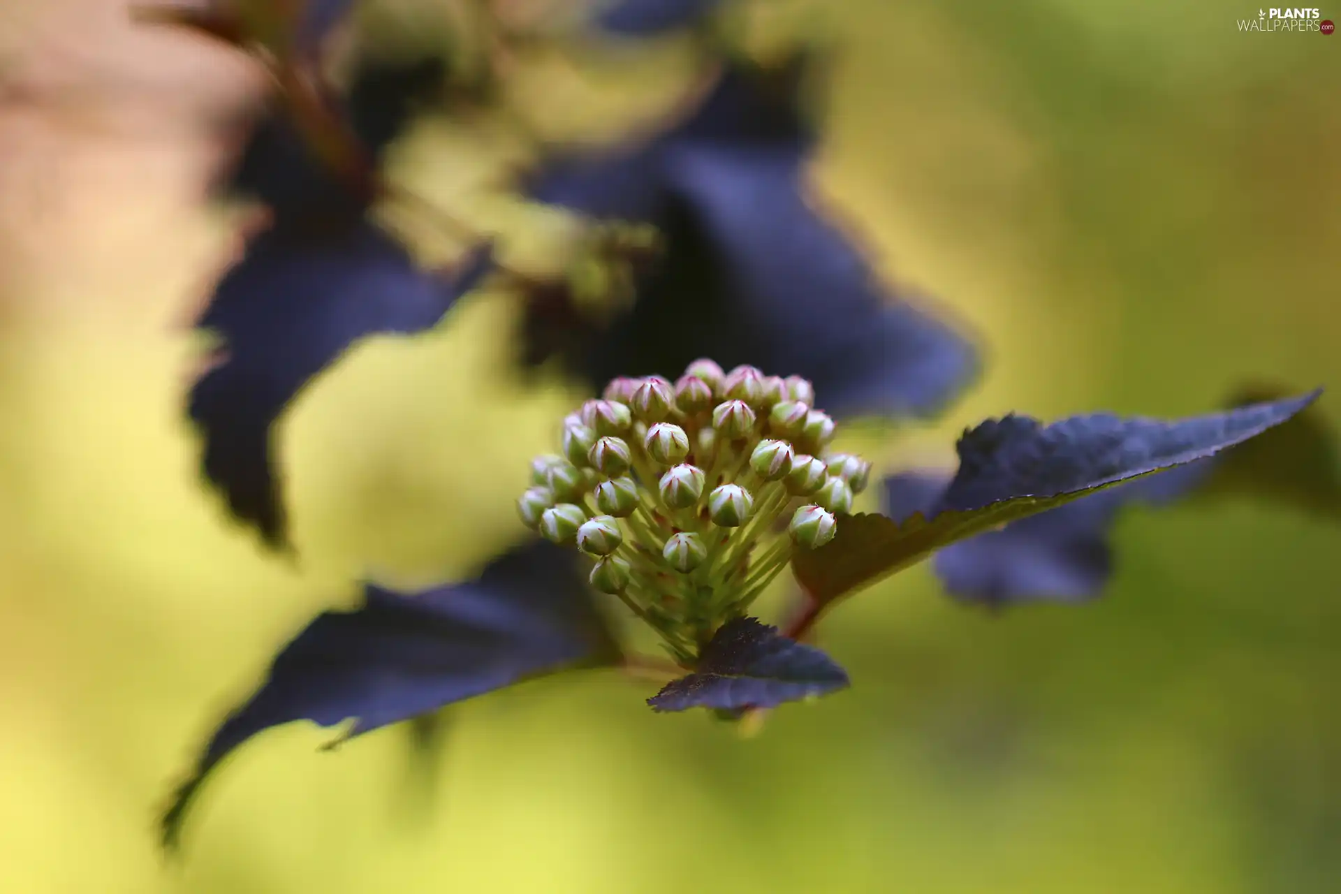 Ninebark, Buds, Bush, White