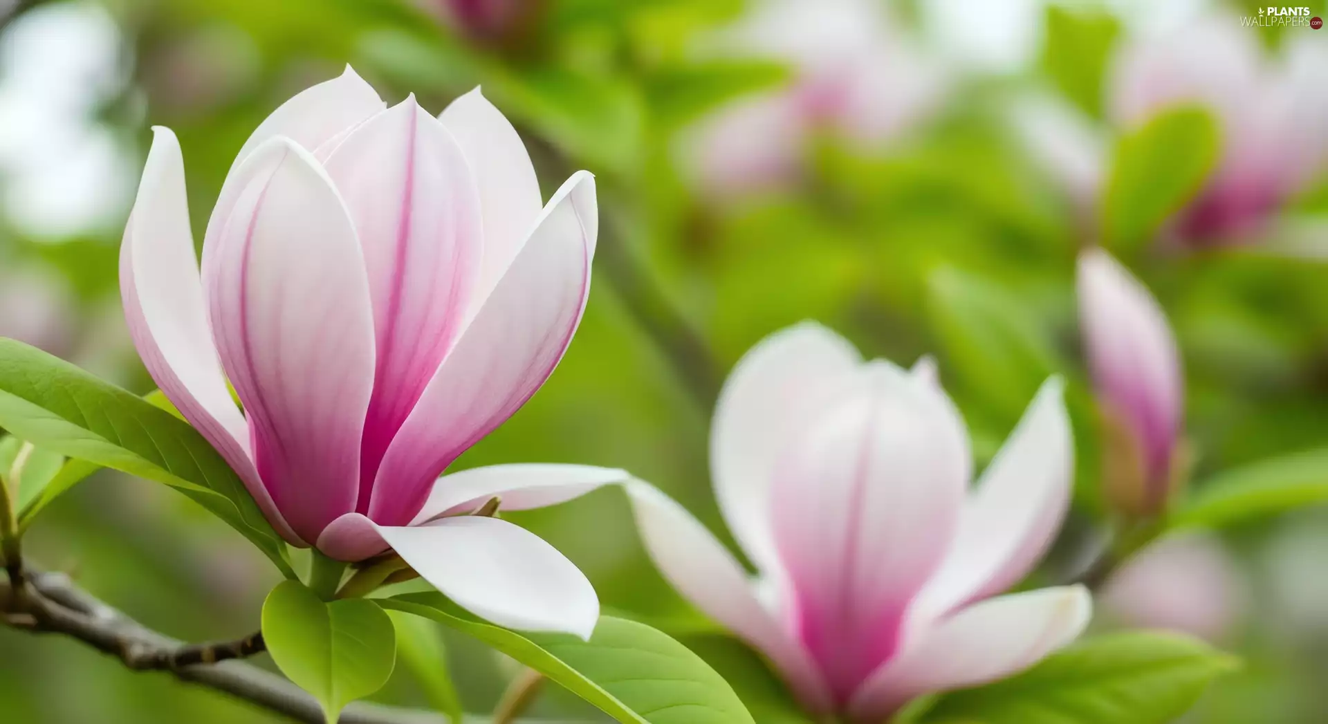 Flowers, Magnolia, Leaf, white and pink