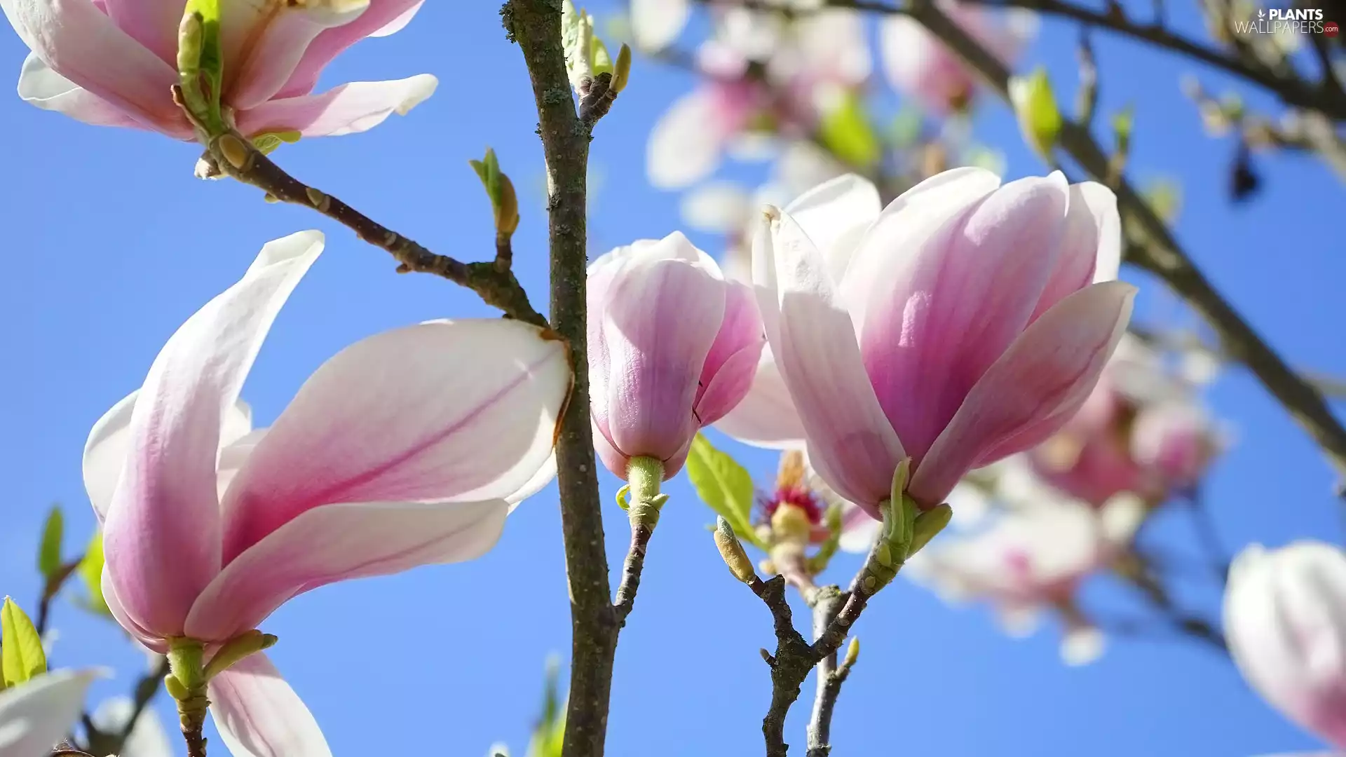 Flowers, Magnolias, Twigs, white and pink