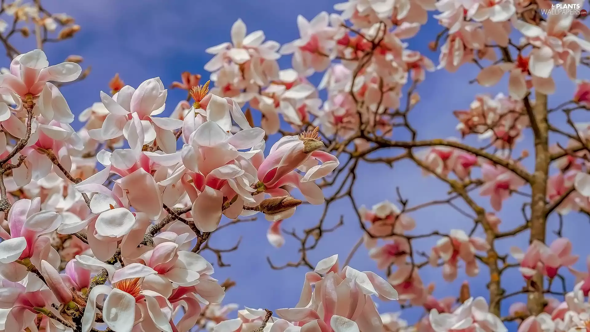 Magnolia, Flowers, Twigs, white and pink