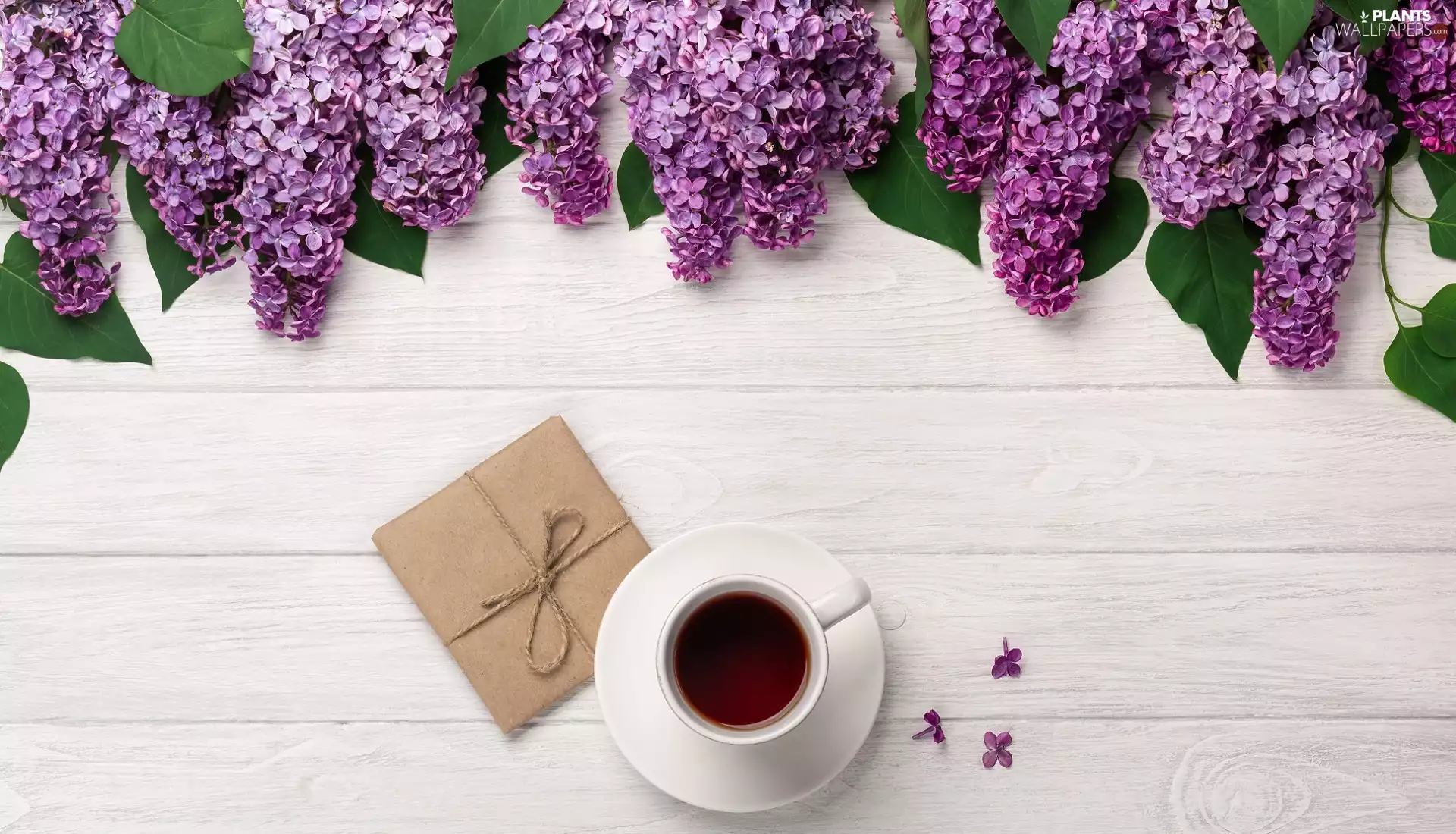cup, without, Present, White, Flowers, coffee, boarding
