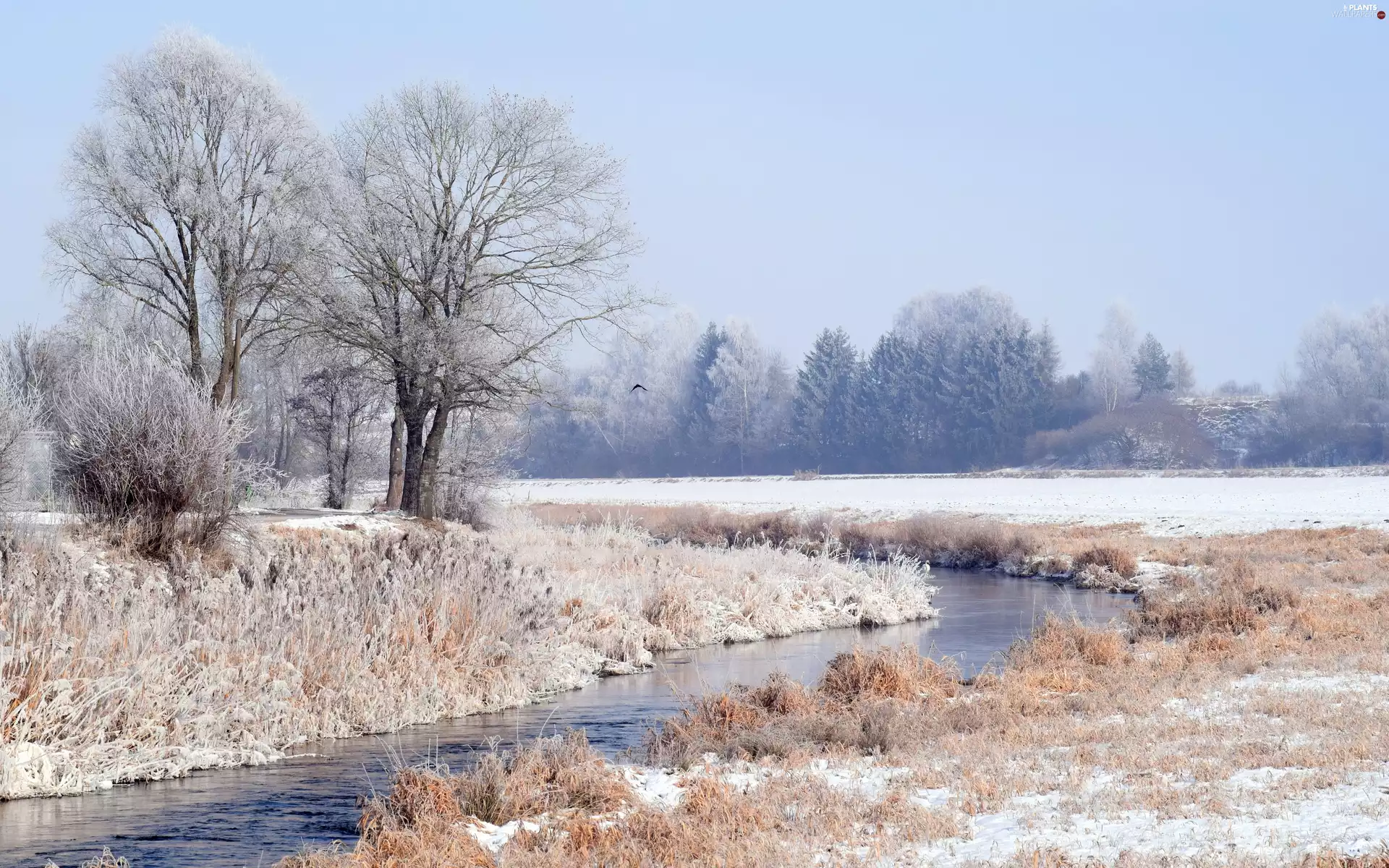 trees, winter, River, White frost, viewes, snowy