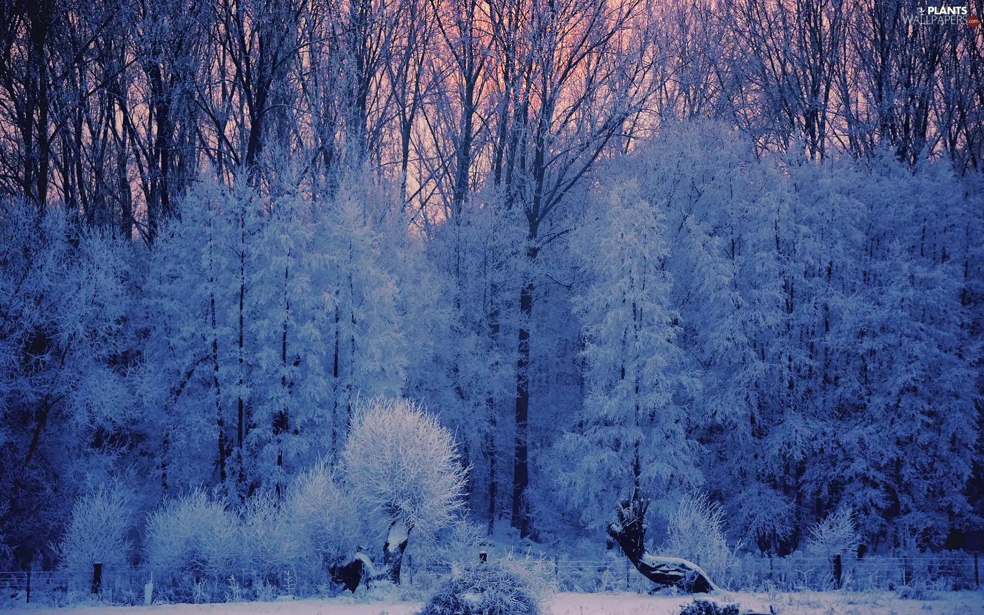 viewes, forest, snow, White frost, winter, trees