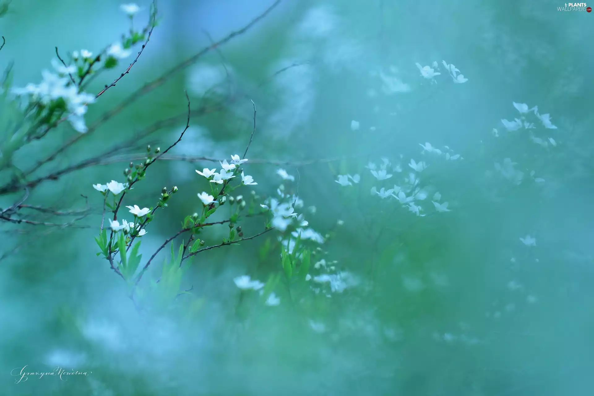 Spiraea, Flowers, Bush, White