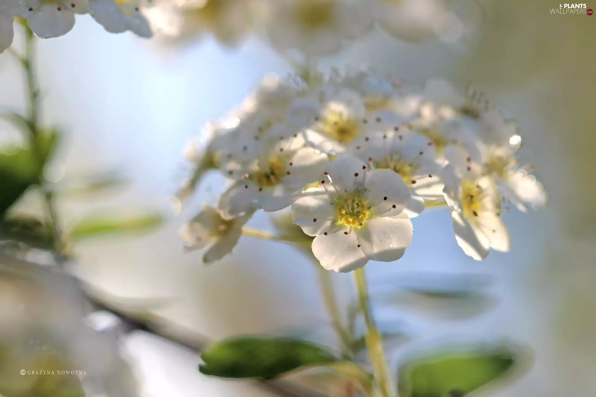 Spiraea, Flowers, Bush, White