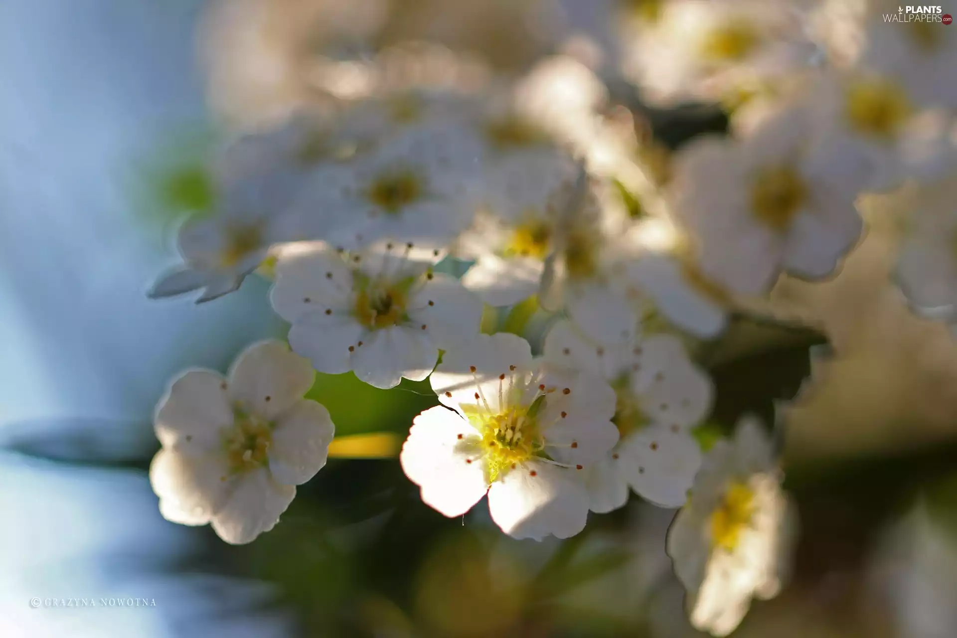 Spiraea, Flowers, Bush, White