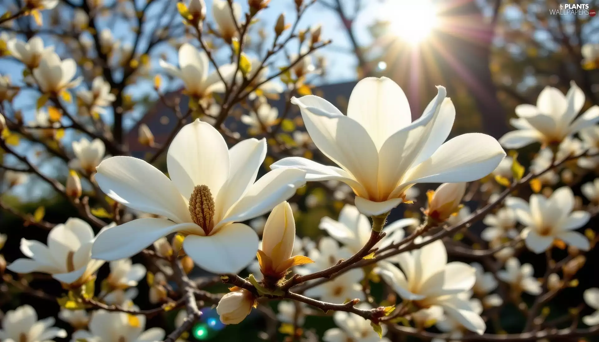 White, Magnolia, Twigs, rays of the Sun, Flowers, Bush